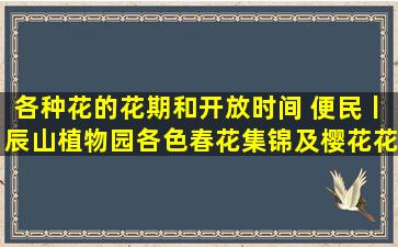 各种花的花期和开放时间 便民丨辰山植物园各色春花集锦及樱花花期预报